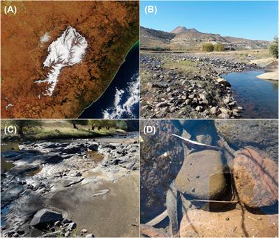 Against the Flow: The Colonisation of the Lesotho Highlands by Freshwater Limpets